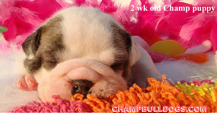 English bulldog puppy picture